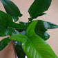 Potted Anubia Hastifolia Aquarium Plant
