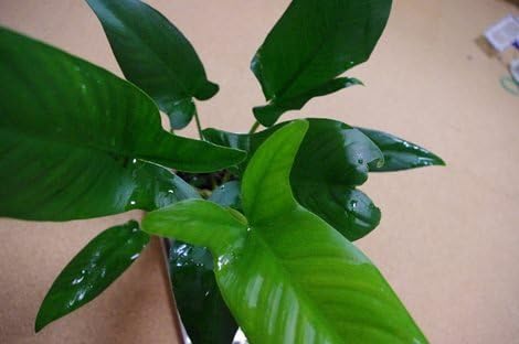 Potted Anubia Hastifolia Aquarium Plant