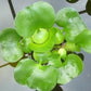Water Lettuce (Pistia stratiotes) + Common Water Hyancinth (Eichhornia crassipes) Bundle - Floating Live Pond Plants