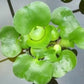 3 Water Lettuce (Pistia stratiotes) + 3 Common Water Hyancinth (Eichhornia crassipes) Bundle + Moneywort - Floating Live Pond Plants + Marginal Plant