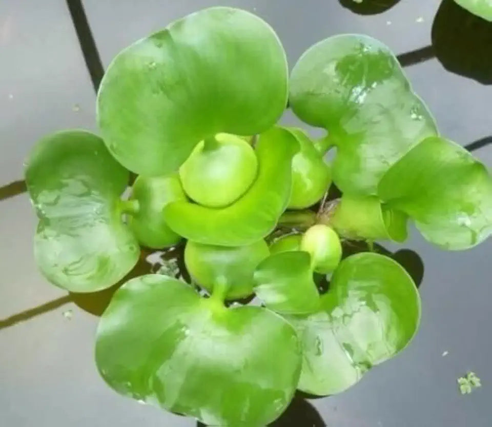 3 Water Lettuce (Pistia stratiotes) + 3 Common Water Hyancinth (Eichhornia crassipes) Bundle + Moneywort - Floating Live Pond Plants + Marginal Plant