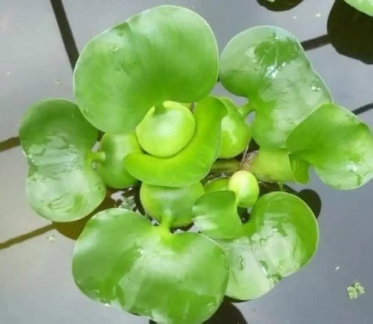 Water Hyancinth - Floating Live Pond Plant by Aquarium Plants Discounts
