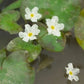 Floating Plants for Water Gardens and Ponds (Water Snowflake)
