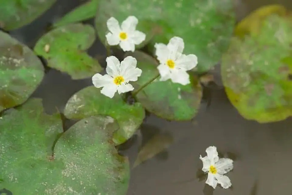 Floating Plants for Water Gardens and Ponds (Water Snowflake)