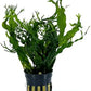 Potted Microsorum Plants - Java Fern | Live Freshwater Aquatic Plants for Aquariums and Terrariums - Low Light, Low Maintenance Plants. (Potted Microsorum Windelov)