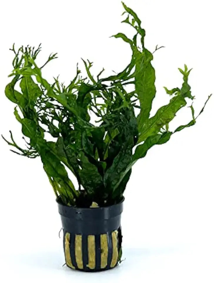Potted Microsorum Plants - Java Fern | Live Freshwater Aquatic Plants for Aquariums and Terrariums - Low Light, Low Maintenance Plants. (Potted Microsorum Windelov)