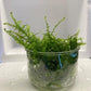 Java Moss Portion in 4 Oz Cup - Easy Live Fresh Water Aquarium Plants