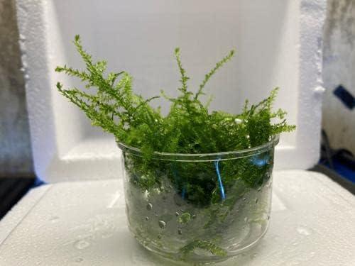 Java Moss Portion in 4 Oz Cup - Easy Live Fresh Water Aquarium Plants