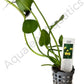 Floating Plants for Water Gardens and Ponds (Water Poppy)