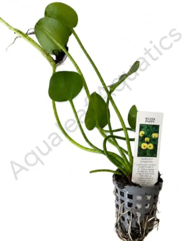 Golden Water Poppies (Hydrocleys Nymphoides) - Easy Live Pond Plants