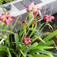 Louisiana Iris Bog Pond Plant - Ann Chowning - Red Louisiana Iris Marginal Pond Plant from AquaLeaf Aquatics