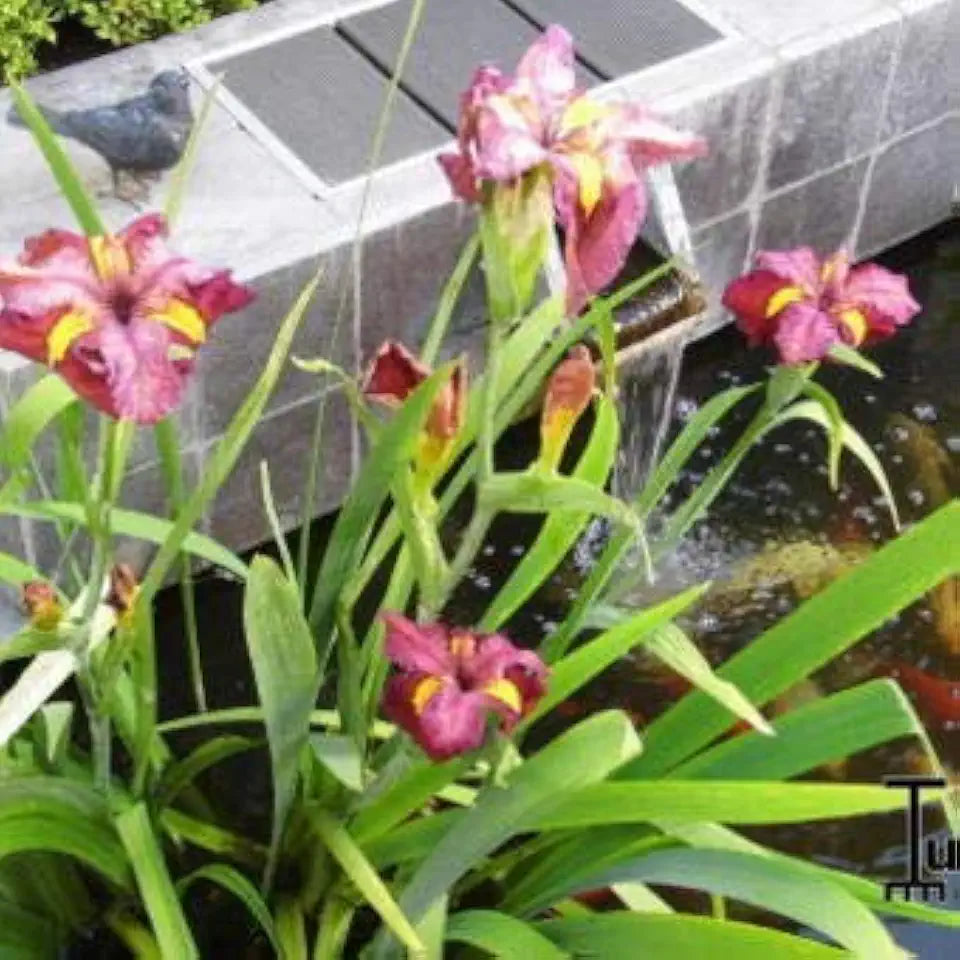 Louisiana Iris Bog Pond Plant - Ann Chowning - Red Louisiana Iris Marginal Pond Plant from AquaLeaf Aquatics