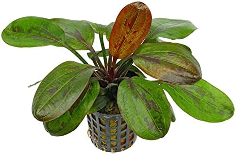 Potted Live Aquarium Plants | Freshwater Aquatic Plants for Aquariums (Hadi Pearl)