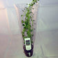 Potted Moneywort - Easy Aquarium Live Plant - 5-7 Stems
