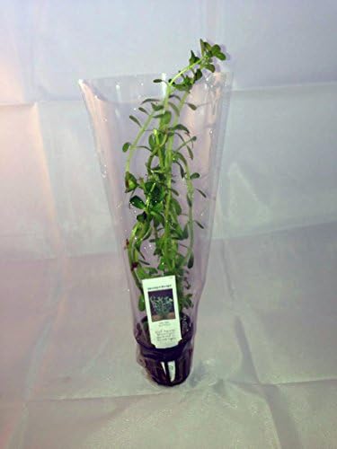 Potted Moneywort - Easy Aquarium Live Plant - 5-7 Stems