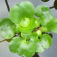 3 Pond Plants Bundle - Water Lettuce, Water Hyancinth and Hornwort