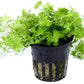 Aquarium Plants Discounts Potted Hydrocotyle SP.Japan Carpet Plant for Foreground | Aquarium Live Plant