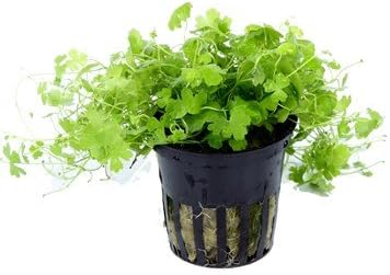 Aquarium Plants Discounts Potted Hydrocotyle SP.Japan Carpet Plant for Foreground | Aquarium Live Plant