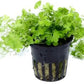 Aquarium Plants Discounts Potted Hydrocotyle SP.Japan Carpet Plant for Foreground | Aquarium Live Plant