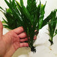 3 Aquatic Plants Bundle | Live Plants for Freshwater Aquariums (3 X Microsorum Java Fern Plants)