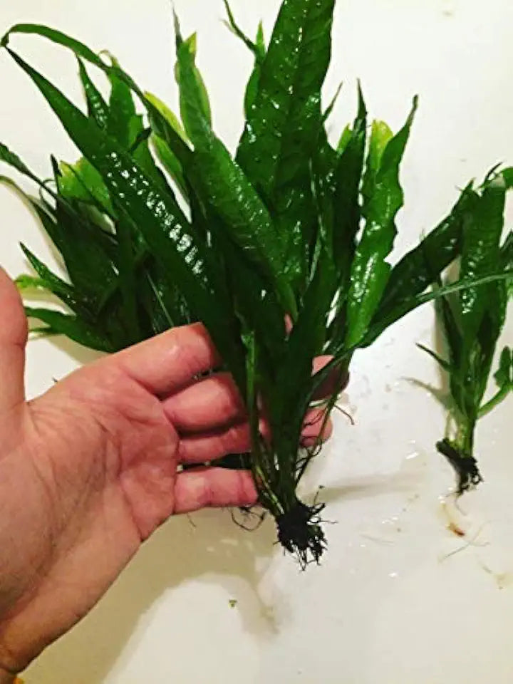 Java Fern Bare Root | Microsorum Pteropus - Low Light Freshwater Aquarium Plant - 1,000,000+ Plants Sold — AquaLeaf Aquatics