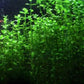 Potted Live Aquarium Plants | Freshwater Aquatic Plants for Aquariums (Moneywort)