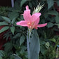 Pink Canna - Months of Flowers for Ponds!