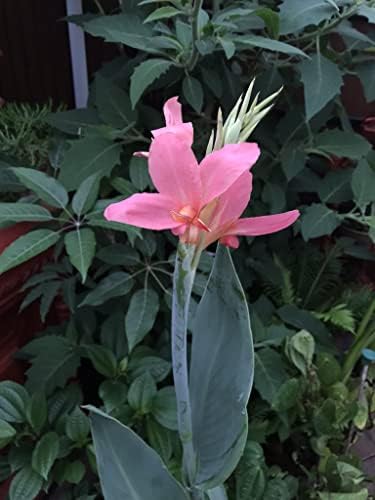 Pink Canna - Months of Flowers for Ponds!