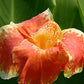 Orange Canna - Months of Flowers for Ponds!