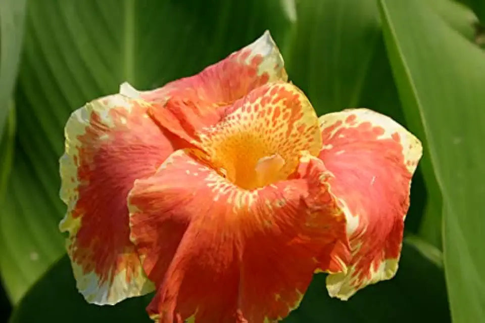 Orange Canna - Months of Flowers for Ponds!