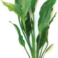 1 Amazon Sword Aquarium Plant Live | Echinodorus Bleheri
