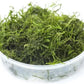 Moss for Aquariums | Live Aquatic Moss (Flame Moss, 1)