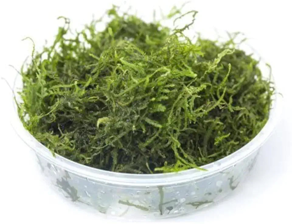 Moss for Aquariums | Live Aquatic Moss (Flame Moss, 1)