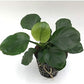 Potted Anubias Plants | Live Freshwater Aquatic Plants for Aquariums and Terrariums - Low Light, Low Maintenance Plants. (Potted Anubias Coin)
