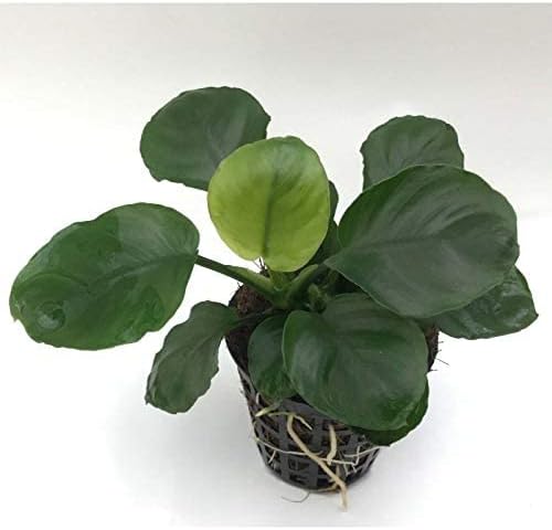 Potted Anubias Plants | Live Freshwater Aquatic Plants for Aquariums and Terrariums - Low Light, Low Maintenance Plants. (Potted Anubias Coin)