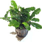 Bucephalandra SP. Wavy Green - Rare Live Aquatic Plant