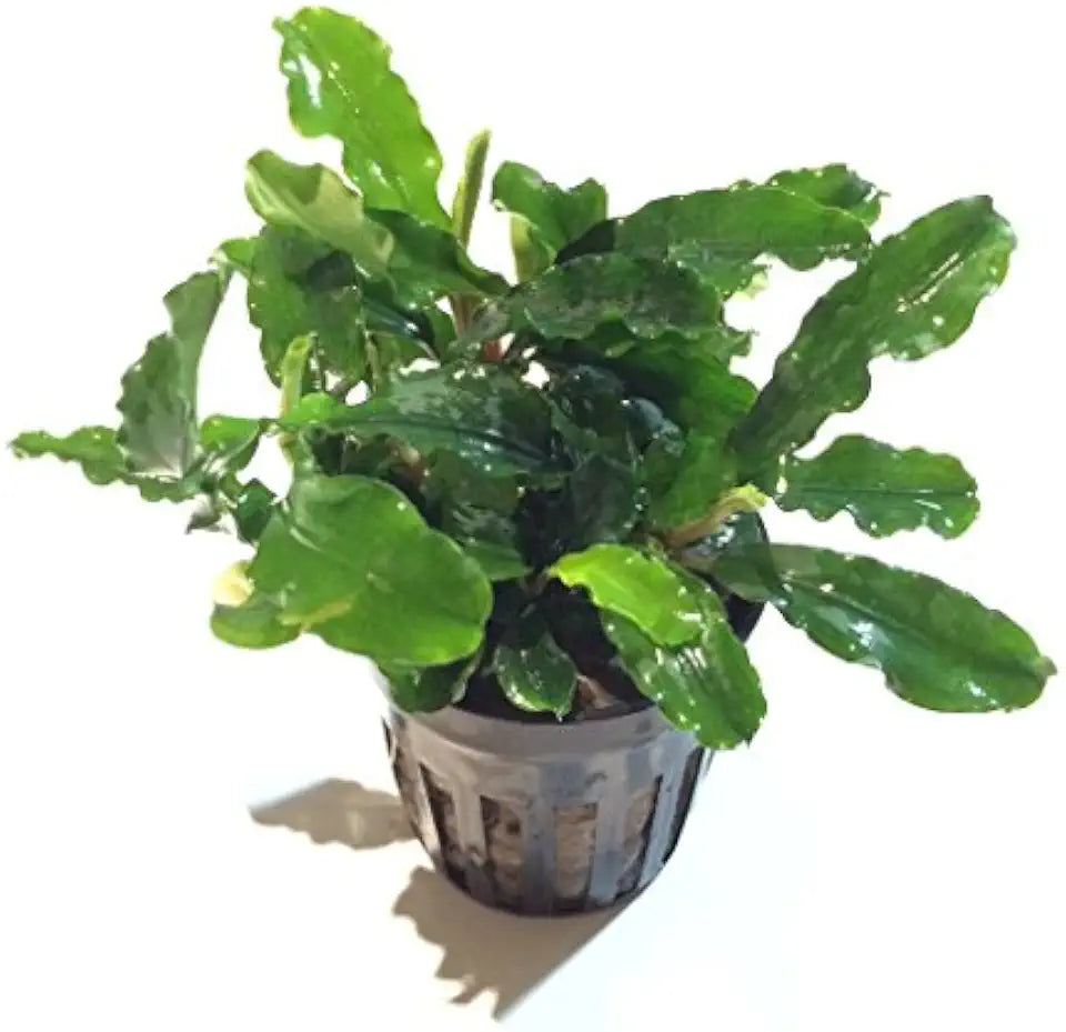 Bucephalandra SP. Wavy Green - Rare Live Aquatic Plant