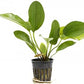Potted Live Aquarium Plants Bundle - Easy and Snail Free Aquatic Plants (4 Pots)