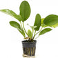 4 Potted Live Aquarium Plants Bundle - Anubia, Amazon Sword, Kleiner Bar, Narrow Leaf