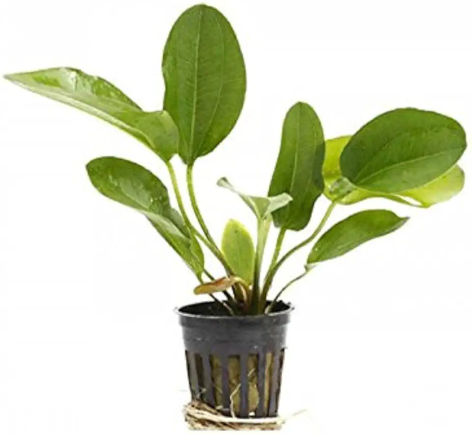 4 Potted Live Aquarium Plants Bundle - Anubia, Amazon Sword, Kleiner Bar, Narrow Leaf