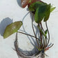 Mature Fully Grown Hardy Water Lily (Assorted Pink)