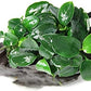 Anubia Petite on Lava Rock (2-3 Inches)