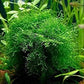 Java Moss Portion in 4 Oz Cup - Easy Live Fresh Water Aquarium Plants