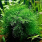 Java Moss Portion in 4 Oz Cup - Easy Live Fresh Water Aquarium Plants