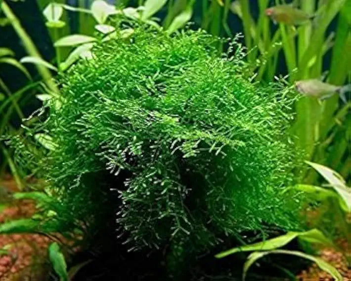 Java Moss Portion in 4 Oz Cup - Easy Live Fresh Water Aquarium Plants