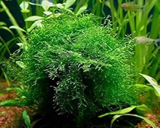 Java Moss Portion in 4 Oz Cup - Easy Live Fresh Water Aquarium Plants