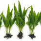 3 Aquatic Plants Bundle | Live Plants for Freshwater Aquariums (3 X Microsorum Java Fern Plants)