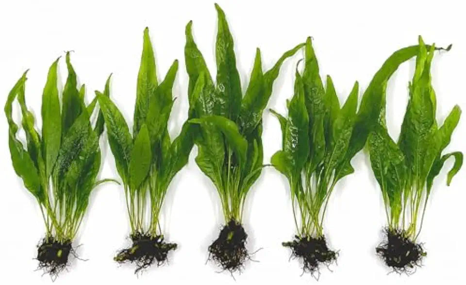 Java Fern Bare Root | Microsorum Pteropus - Low Light Freshwater Aquarium Plant - 1,000,000+ Plants Sold — AquaLeaf Aquatics