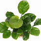 Potted Anubias Plants | Live Freshwater Aquatic Plants for Aquariums and Terrariums - Low Light, Low Maintenance Plants. (Potted Anubias Coin)