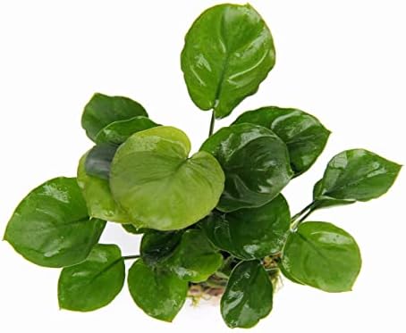 Potted Anubias Plants | Live Freshwater Aquatic Plants for Aquariums and Terrariums - Low Light, Low Maintenance Plants. (Potted Anubias Coin)